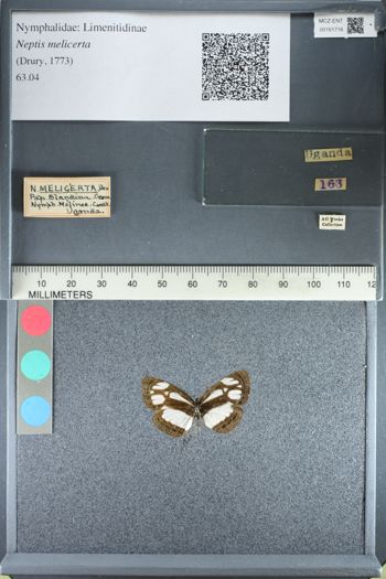Media type: image;   Entomology 161716